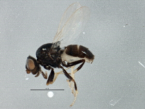  ( - BIOUG03444-D06)  @13 [ ] CreativeCommons - Attribution (2013) CBG Photography Group Centre for Biodiversity Genomics