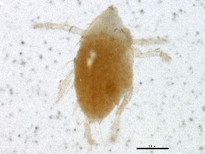  (Microtrombidium - BIOUG03563-F04)  @12 [ ] CreativeCommons - Attribution (2012) CBG Photography Group Centre for Biodiversity Genomics