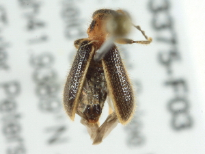  (Cregya - BIOUG03375-F03)  @13 [ ] CreativeCommons - Attribution (2013) CBG Photography Group Centre for Biodiversity Genomics