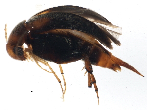  ( - BIOUG03515-A02)  @13 [ ] CreativeCommons - Attribution (2013) CBG Photography Group Centre for Biodiversity Genomics