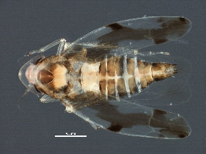  ( - BIOUG03564-C11)  @11 [ ] CreativeCommons - Attribution (2014) CBG Photography Group Centre for Biodiversity Genomics