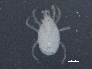  (Euseiini - BIOUG03830-F11)  @14 [ ] CreativeCommons - Attribution (2012) CBG Photography Group Centre for Biodiversity Genomics