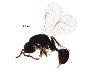  (Eurytoma juniperina - BIOUG03220-H02)  @14 [ ] CreativeCommons - Attribution (2018) CBG Photography Group Centre for Biodiversity Genomics