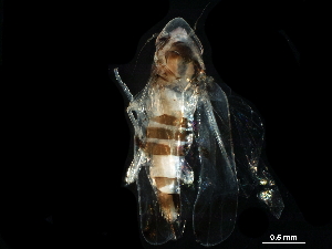  ( - BIOUG03926-B01)  @11 [ ] CreativeCommons - Attribution (2017) CBG Photography Group Centre for Biodiversity Genomics