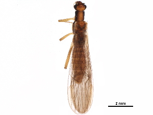  ( - BIOUG20575-G11)  @11 [ ] CreativeCommons - Attribution (2018) CBG Photography Group Centre for Biodiversity Genomics