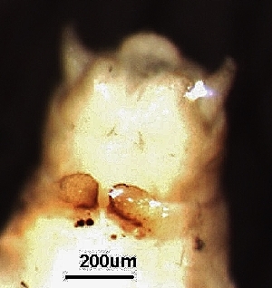  ( - BIOUG20575-G09)  @11 [ ] CreativeCommons - Attribution (2018) David Burton Centre for Biodiversity Genomics