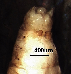  ( - BIOUG20575-G11)  @11 [ ] CreativeCommons - Attribution (2018) David Burton Centre for Biodiversity Genomics