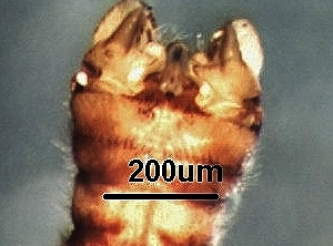  ( - BIOUG20752-H11)  @11 [ ] CreativeCommons - Attribution (2018) David Burton Centre for Biodiversity Genomics