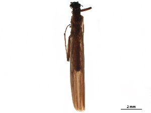  ( - BIOUG21086-A09)  @11 [ ] CreativeCommons - Attribution (2019) CBG Photography Group Centre for Biodiversity Genomics