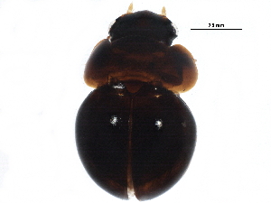 (Agathidium rotundulum - BIOUG21186-E11)  @14 [ ] CreativeCommons - Attribution (2015) CBG Photography Group Centre for Biodiversity Genomics