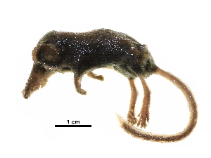  ( - BIOUG31178-C04)  @11 [ ] CreativeCommons - Attribution (2018) CBG Photography Group Centre for Biodiversity Genomics