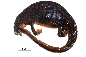  (Taricha - BIOUG31184-D03)  @11 [ ] CreativeCommons - Attribution (2017) CBG Photography Group Centre for Biodiversity Genomics