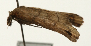  (Cataprosopus monstrosus - Pyr001897)  @11 [ ] Copyright (2010) Zhaofu Yang Northwest Agriculture and Forest University