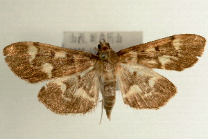  (Herpetogramma psudomagna - Pyr000612)  @15 [ ] Copyright (2010) Zhaofu Yang Northwest Agriculture and Forest University