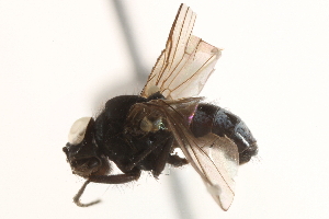  ( - BIOUG16728-B05)  @13 [ ] CreativeCommons - Attribution (2015) CBG Photography Group Centre for Biodiversity Genomics