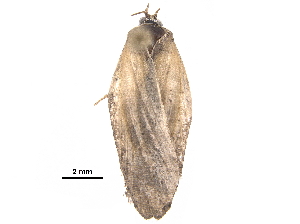  ( - BIOUG20835-C10)  @11 [ ] CreativeCommons - Attribution (2018) CBG Photography Group Centre for Biodiversity Genomics