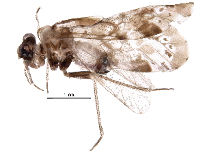  (Trichadenotecnum quaesitum - BIOUG20624-H10)  @14 [ ] CreativeCommons - Attribution (2016) CBG Photography Group Centre for Biodiversity Genomics