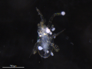  ( - BIOUG20626-G02)  @11 [ ] CreativeCommons - Attribution (2019) CBG Photography Group Centre for Biodiversity Genomics