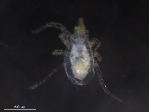  ( - BIOUG21163-D01)  @11 [ ] CreativeCommons - Attribution (2019) CBG Photography Group Centre for Biodiversity Genomics