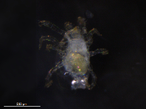  ( - BIOUG21163-E01)  @11 [ ] CreativeCommons - Attribution (2019) CBG Photography Group Centre for Biodiversity Genomics