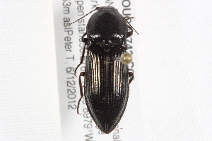  (Selatosomus appropinquans - BIOUG02742-C06)  @14 [ ] CreativeCommons - Attribution (2014) CBG Photography Group Centre for Biodiversity Genomics
