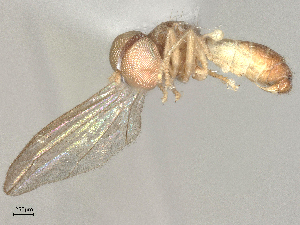  ( - BIOUG03279-G02)  @11 [ ] CreativeCommons - Attribution Share - Alike (2025) CBG Photography Group Centre for Biodiversity Genomics