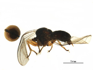  ( - BIOUG03434-D10)  @12 [ ] CreativeCommons - Attribution (2017) CBG Photography Group Centre for Biodiversity Genomics