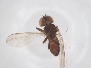  ( - BIOUG03464-B12)  @11 [ ] CreativeCommons - Attribution Share - Alike (2025) Centre for Biodiversity Genomics Centre for Biodiversity Genomics