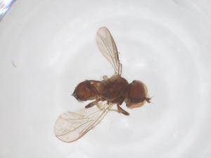  ( - BIOUG03464-F03)  @11 [ ] CreativeCommons - Attribution Share - Alike (2025) Centre for Biodiversity Genomics Centre for Biodiversity Genomics