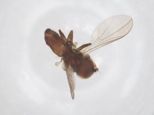  ( - BIOUG03464-F12)  @11 [ ] CreativeCommons - Attribution Share - Alike (2025) Centre for Biodiversity Genomics Centre for Biodiversity Genomics