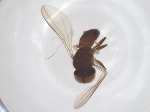  ( - BIOUG03589-A09)  @11 [ ] CreativeCommons - Attribution Share - Alike (2025) Centre for Biodiversity Genomics Centre for Biodiversity Genomics