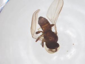  ( - BIOUG03589-G01)  @11 [ ] CreativeCommons - Attribution Share - Alike (2025) Centre for Biodiversity Genomics Centre for Biodiversity Genomics