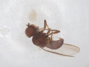  ( - BIOUG03590-A12)  @11 [ ] CreativeCommons - Attribution Share - Alike (2025) Centre for Biodiversity Genomics Centre for Biodiversity Genomics