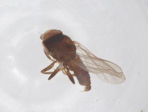  ( - BIOUG03590-F06)  @11 [ ] CreativeCommons - Attribution Share - Alike (2025) Centre for Biodiversity Genomics Centre for Biodiversity Genomics