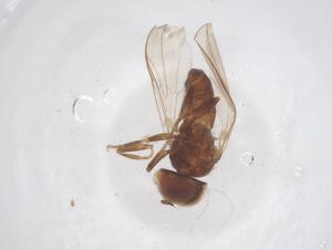  ( - BIOUG03590-G08)  @11 [ ] CreativeCommons - Attribution Share - Alike (2025) Centre for Biodiversity Genomics Centre for Biodiversity Genomics