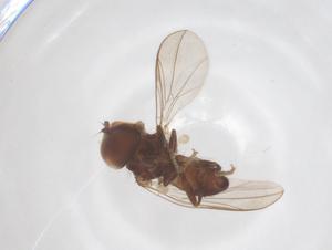  ( - BIOUG03591-B04)  @11 [ ] CreativeCommons - Attribution Share - Alike (2025) Centre for Biodiversity Genomics Centre for Biodiversity Genomics