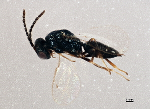 ( - BIOUG03594-H05)  @13 [ ] CreativeCommons - Attribution (2013) CBG Photography Group Centre for Biodiversity Genomics