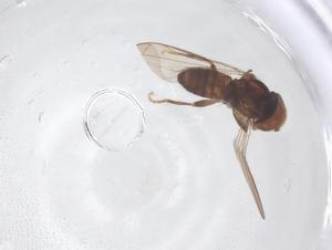  ( - BIOUG03666-A05)  @11 [ ] CreativeCommons - Attribution Share - Alike (2025) Centre for Biodiversity Genomics Centre for Biodiversity Genomics