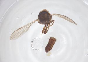  ( - BIOUG03666-B12)  @11 [ ] CreativeCommons - Attribution Share - Alike (2025) Centre for Biodiversity Genomics Centre for Biodiversity Genomics