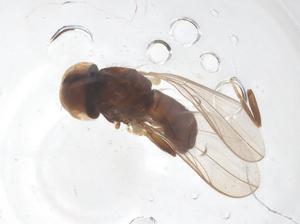  ( - BIOUG03666-G11)  @11 [ ] CreativeCommons - Attribution Share - Alike (2025) Centre for Biodiversity Genomics Centre for Biodiversity Genomics