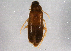  ( - BIOUG03751-D01)  @13 [ ] CreativeCommons - Attribution (2014) CBG Photography Group Centre for Biodiversity Genomics