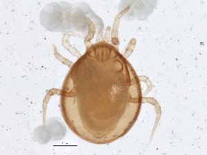  (Arrenoseius morgani - BIOUG03759-F01)  @14 [ ] CreativeCommons - Attribution (2013) CBG Photography Group Centre for Biodiversity Genomics