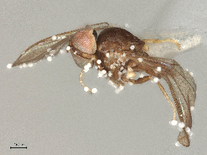  ( - BIOUG03839-G10)  @11 [ ] CreativeCommons - Attribution Share - Alike (2025) CBG Photography Group Centre for Biodiversity Genomics