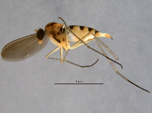  ( - BIOUG03847-H04)  @13 [ ] CreativeCommons - Attribution (2014) CBG Photography Group Centre for Biodiversity Genomics