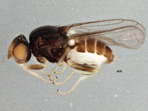  ( - BIOUG03849-C04)  @13 [ ] CreativeCommons - Attribution (2014) CBG Photography Group Centre for Biodiversity Genomics