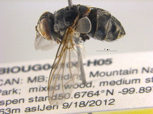  ( - BIOUG04106-H05)  @13 [ ] CreativeCommons - Attribution (2012) CBG Photography Group Centre for Biodiversity Genomics
