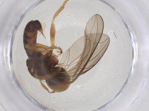  ( - BIOUG08605-C02)  @11 [ ] CreativeCommons - Attribution Share - Alike (2025) Centre for Biodiversity Genomics Centre for Biodiversity Genomics