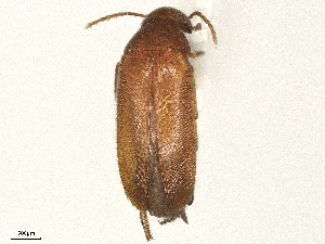  ( - BIOUG08676-A09)  @11 [ ] CreativeCommons - Attribution Share - Alike (2025) CBG Photography Group Centre for Biodiversity Genomics