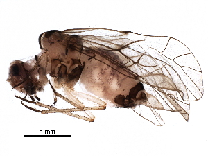  (Blastopsocus - BIOUG08676-C10)  @14 [ ] CreativeCommons - Attribution (2016) CBG Photography Group Centre for Biodiversity Genomics