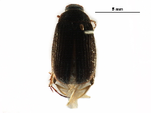  (Serica sericea - BIOUG09053-A10)  @14 [ ] CreativeCommons - Attribution (2016) CBG Photography Group Centre for Biodiversity Genomics